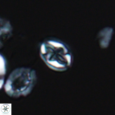 Aktasia turonica 12395