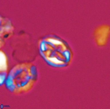 Aktasia turonicus 12396