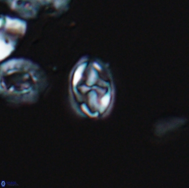 Aktasia turonicus 12397