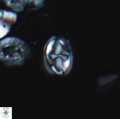 Aktasia turonicus 12397