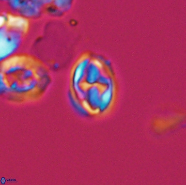 Aktasia turonicus 12398