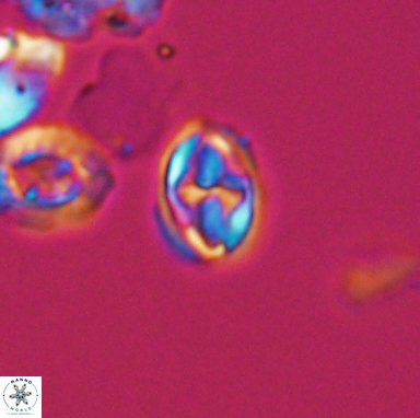 Aktasia turonicus 12398