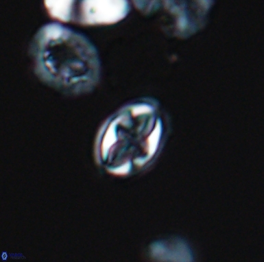 Aktasia turonicus 12399