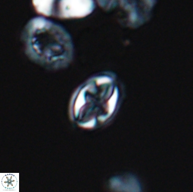 Aktasia turonicus 12399