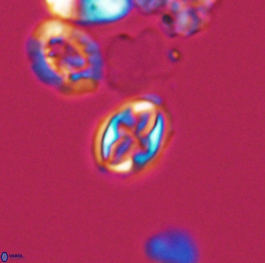 Aktasia turonicus 12400