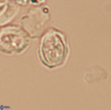 Aktasia turonicus 12401