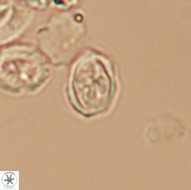 Aktasia turonicus 12401