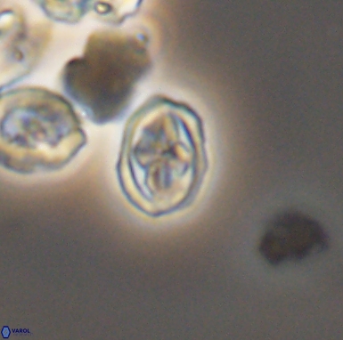 Aktasia turonicus 12402