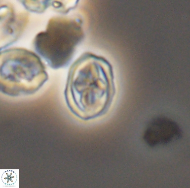 Aktasia turonicus 12402