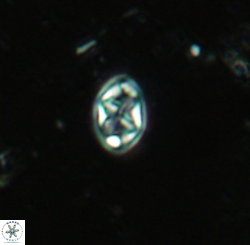 Aktasia trabeculata 4657