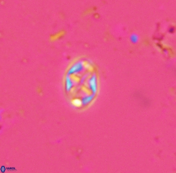 Aktasia trabeculatus 4658