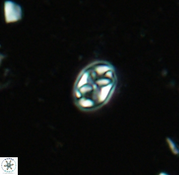 Aktasia trabeculatus 4659
