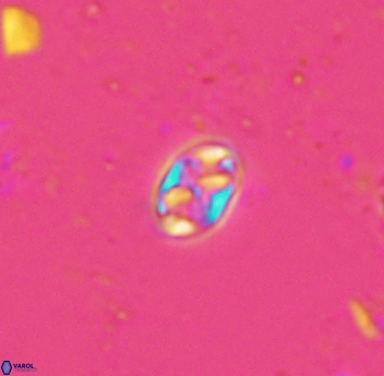 Aktasia trabeculatus 4660