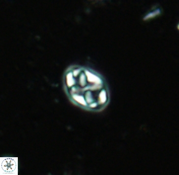 Aktasia trabeculatus 4661