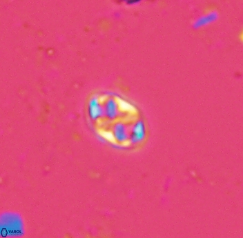 Aktasia trabeculatus 4662