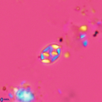 Aktasia trabeculatus 5564