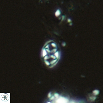 Aktasia trabeculatus 5565