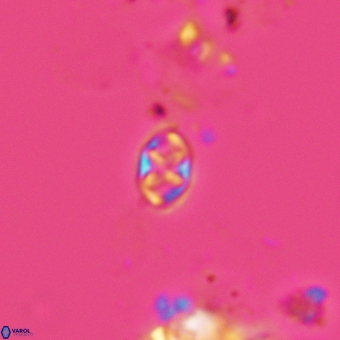 Aktasia trabeculatus 5566