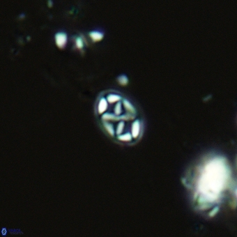 Aktasia trabeculatus 5567