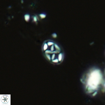 Aktasia trabeculatus 5567