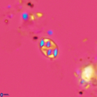 Aktasia trabeculatus 5568