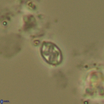 Aktasia trabeculatus 5569