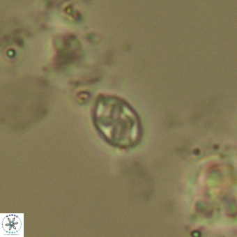 Aktasia trabeculatus 5569