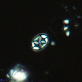 Aktasia trabeculatus 5563