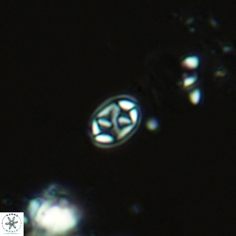 Aktasia trabeculatus 5563