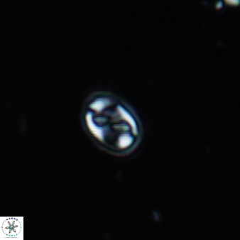 Aktasia trabeculatus 755