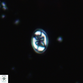 Aktasia trabeculatus 758