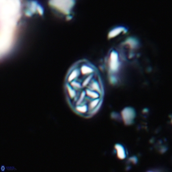 Aktasia trabeculatus 786