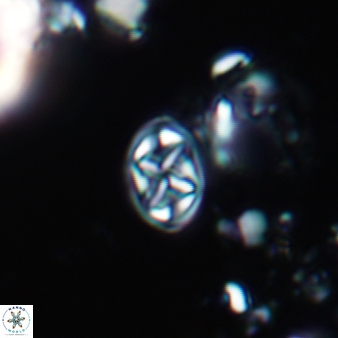 Aktasia trabeculatus 786