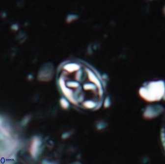 Aktasia trabeculatus 17658