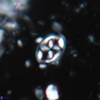 Aktasia trabeculatus 17663