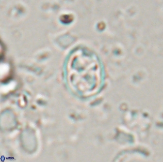 Aktasia trabeculatus 17665