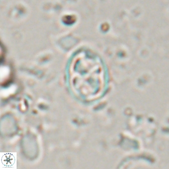 Aktasia trabeculatus 17665