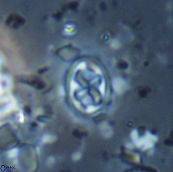 Aktasia trabeculatus 17666