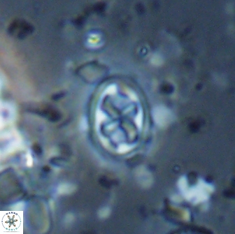 Aktasia trabeculatus 17666