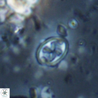 Aktasia trabeculatus 17668