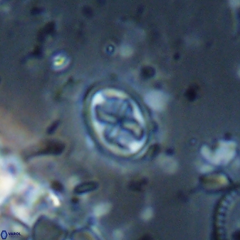 Aktasia trabeculatus 17669