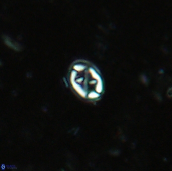 Aktasia trabeculatus 2179