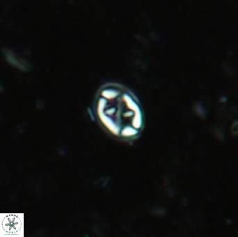 Aktasia trabeculatus 2179