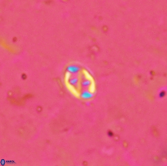 Aktasia trabeculatus 2180