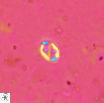 Aktasia trabeculatus 2180