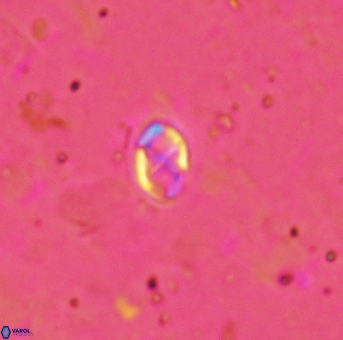 Aktasia trabeculatus 2181