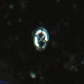 Aktasia trabeculatus 2182