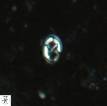 Aktasia trabeculatus 2182