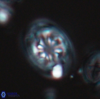 Ahmuellerella octoradiata 17809