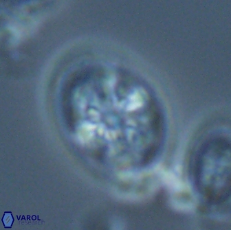Ahmuellerella octoradiata 17819
